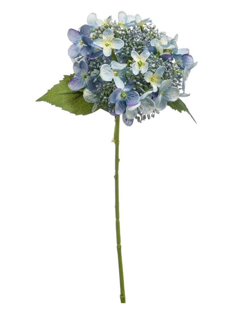 Hydrangea Ciel