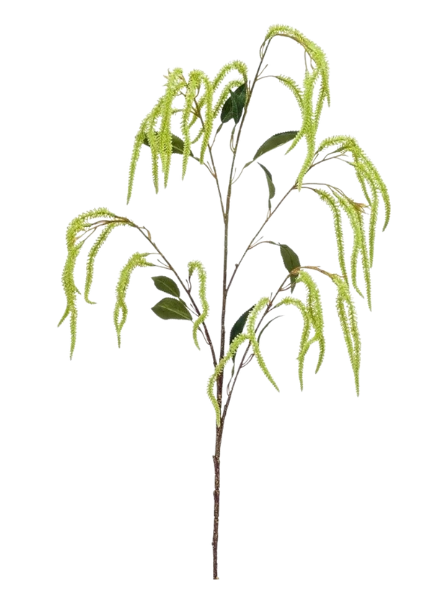 Amaranthus Émeraude