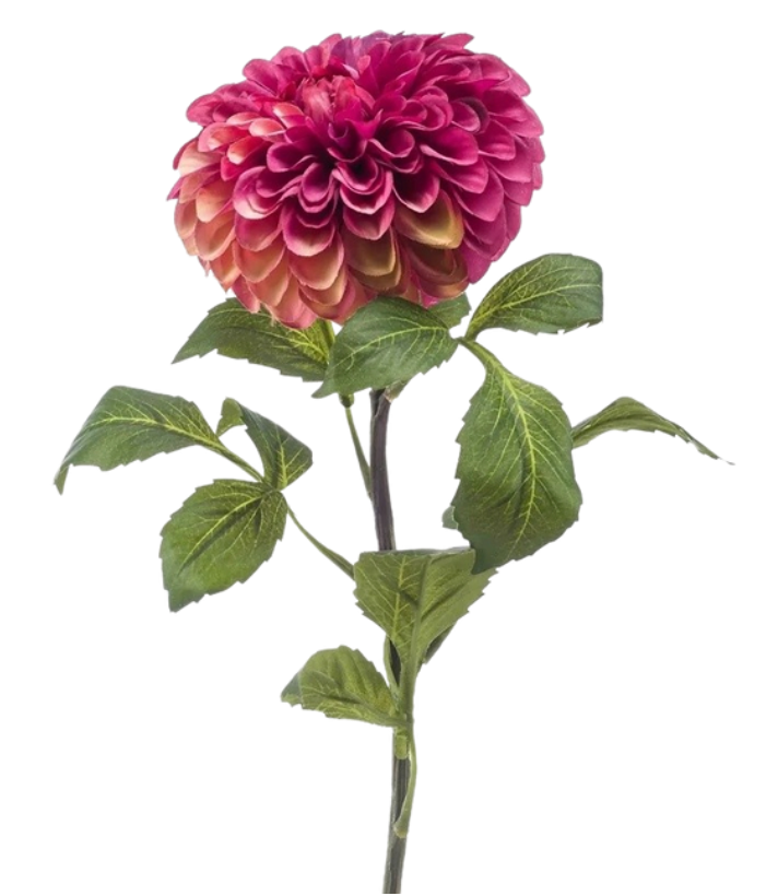 Pink Dahlia