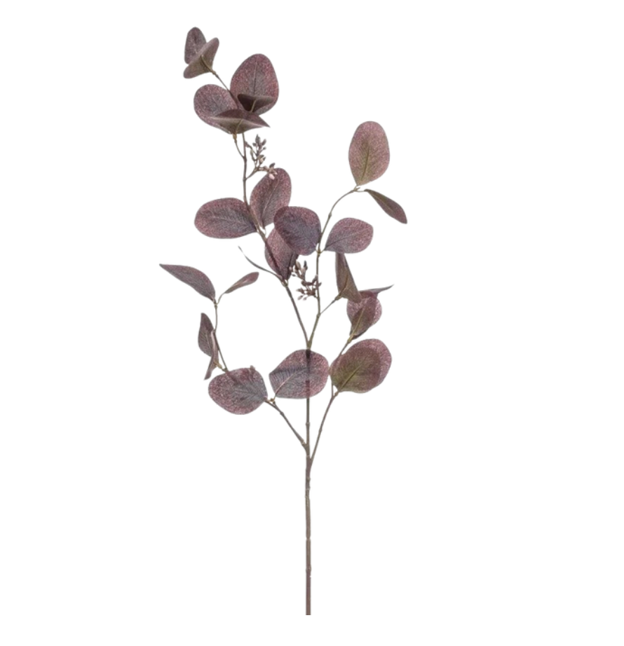 Eucalyptus Violette